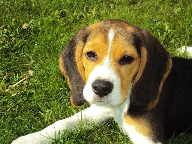 beagle štěně