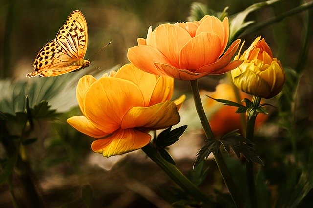 žlutá květina s motýlem